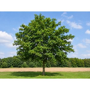 Javor poľný (Acer campestre) - výška 140-170 cm, kont. C5L